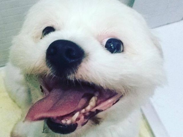 RTEmagicC_cachorro_morto_petshop2.jpg