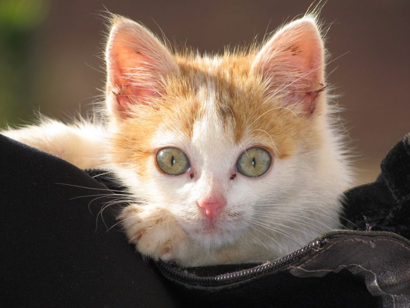 gato