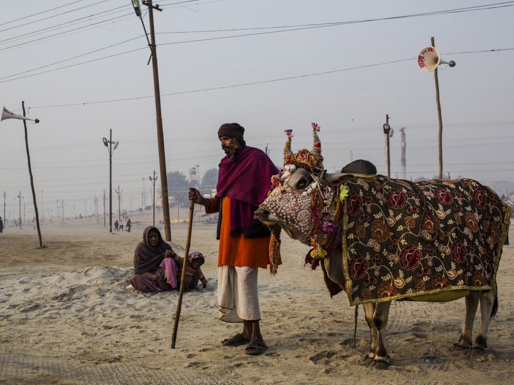 vaca-sagrada-india-20130116-001-1024x768