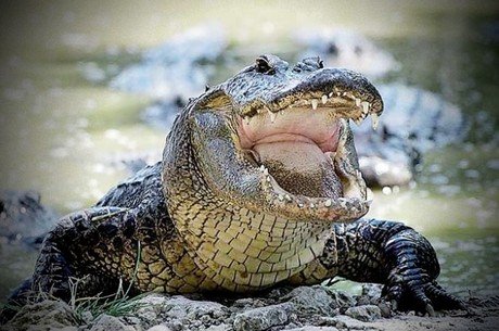 1aa9bd4k1y_2vogskh1hq_file