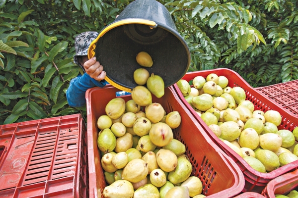 a863b25ac6231ec1c506dff5de9a39e8_l