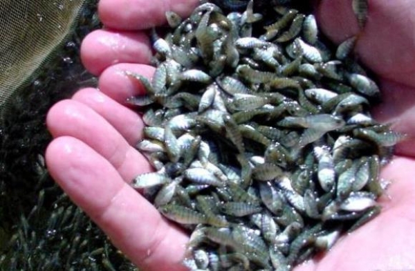 624cf7f3735f883ce6226571ae0710a1_l