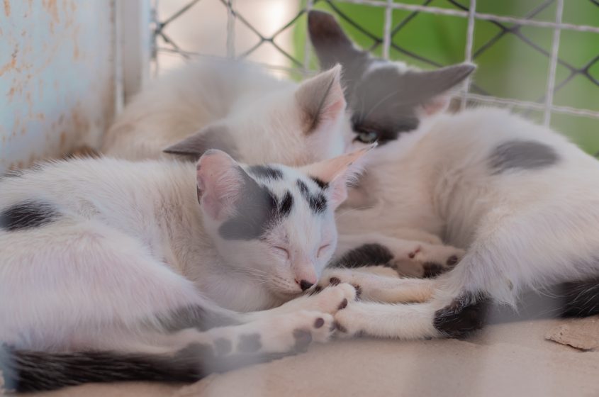 Felinos adultos e filhotes vão estar disponíveis para adoção na feira. Foto: Victor Vercant/Ascom SMS