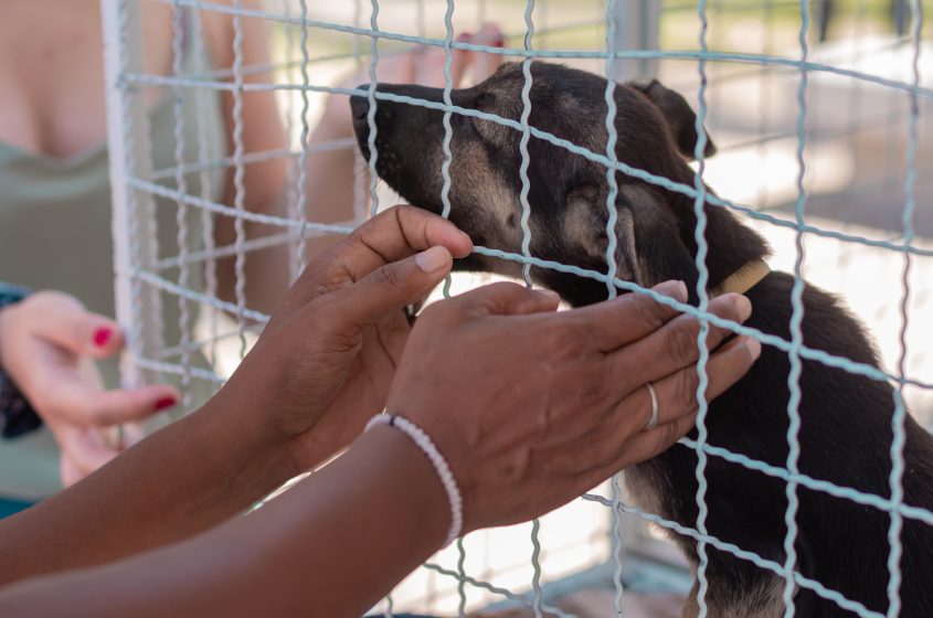 Ao adotar é dada uma chance de recomeço ao animal escolhido. Foto: Victor Vercant/Ascom SMS