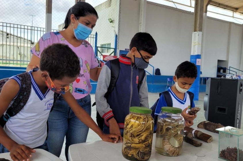Animais taxidermizados do Museu do Parque foram expostos para os alunos. Foto: Ascom Sudes