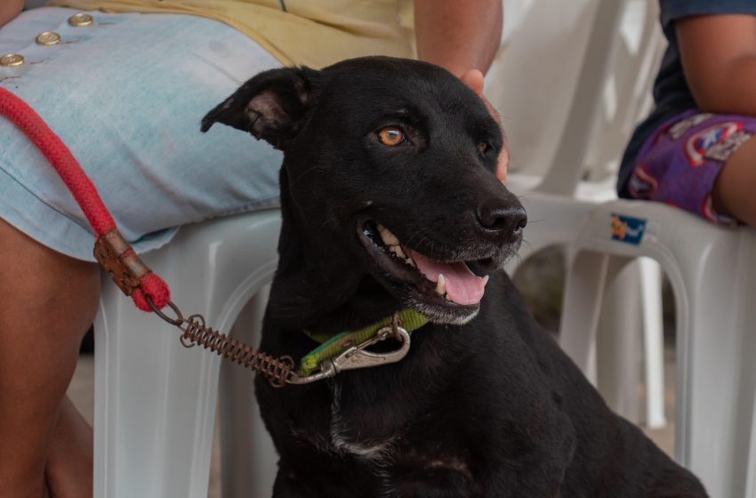 Veterinários do GGI Causa Animal alertam sobre medidas preventivas para evitar carrapatos e pulgas