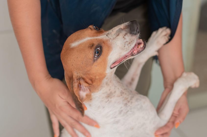 Todos os animais que participam das edições da Feira de Adoção estão completamente saudáveis. Foto: Victor Vercant/Ascom SMS