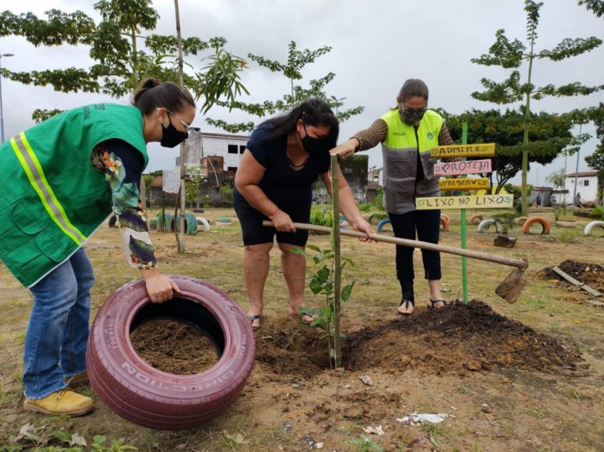 Plantio de árvores merece uma avaliação cuidadosa. Foto: Alexandre Vieira / Ascom Sudes