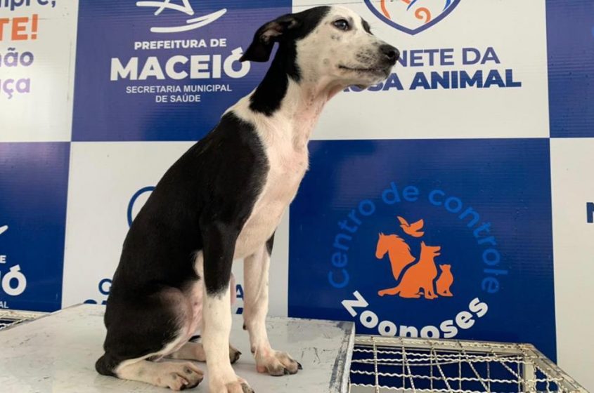 Feiras de Adoção já asseguraram mais de 150 adoções responsáveis. Foto: Ascom GGI-CA