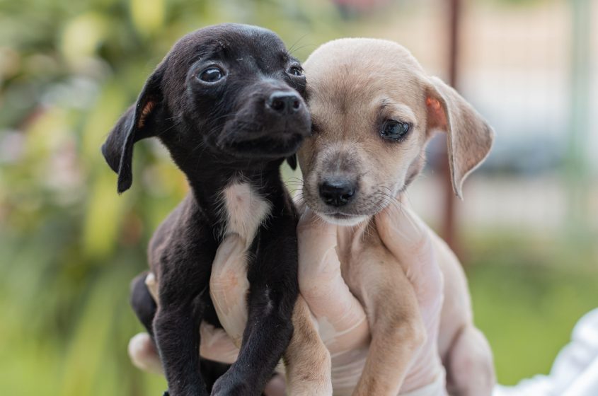 Para adotar um animal precisa ser maior de 18 anos. Foto: Victor Vercant/Ascom SMS