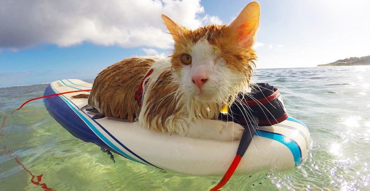 surfing-cat-likes-water-swimming-kuli-hawaii-1