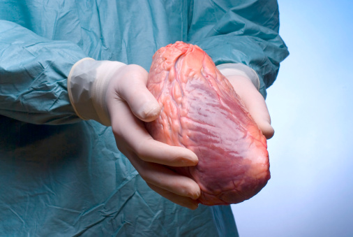 Surgeon holding a heart in his hands