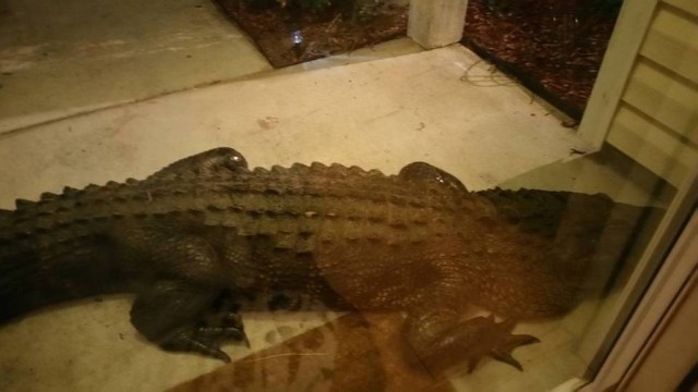 crocodilo