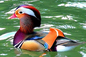 pato1