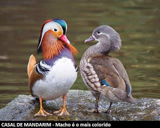 pato2