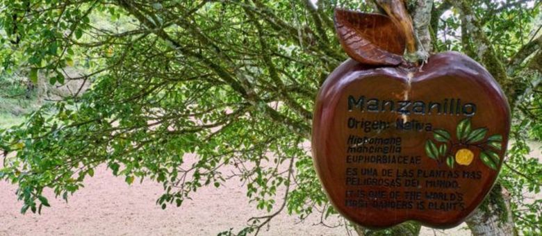 Placa alerta sobre perigo: "É uma das árvores mais perigosas do mundo".