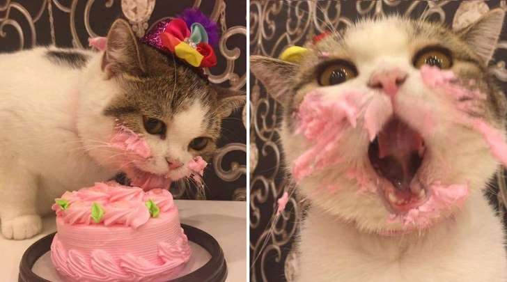 gatinho