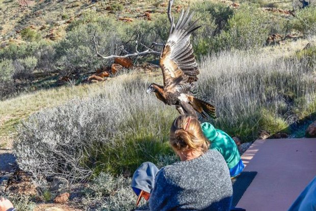 Aguia_nao_participara_mais_de_espetaculos.