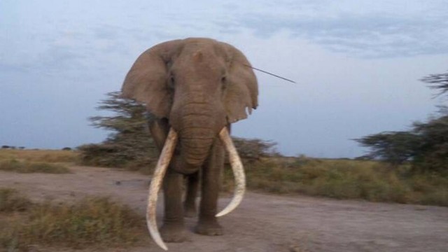 O elefante com a lança na cabeça foi até a equipe de ambientalistas Foto: Reprodução/ The David Sheldrick Wildlife Trust Leia mais: http://extra.globo.com/noticias/animais/elefante-procura-ajuda-humana-apos-receber-flechada-na-cabeca.