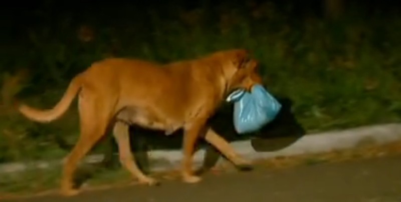 cachorra