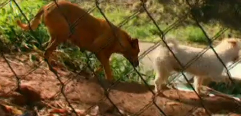 cachorra2