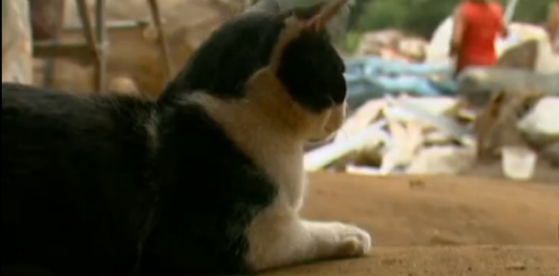 cachorra4