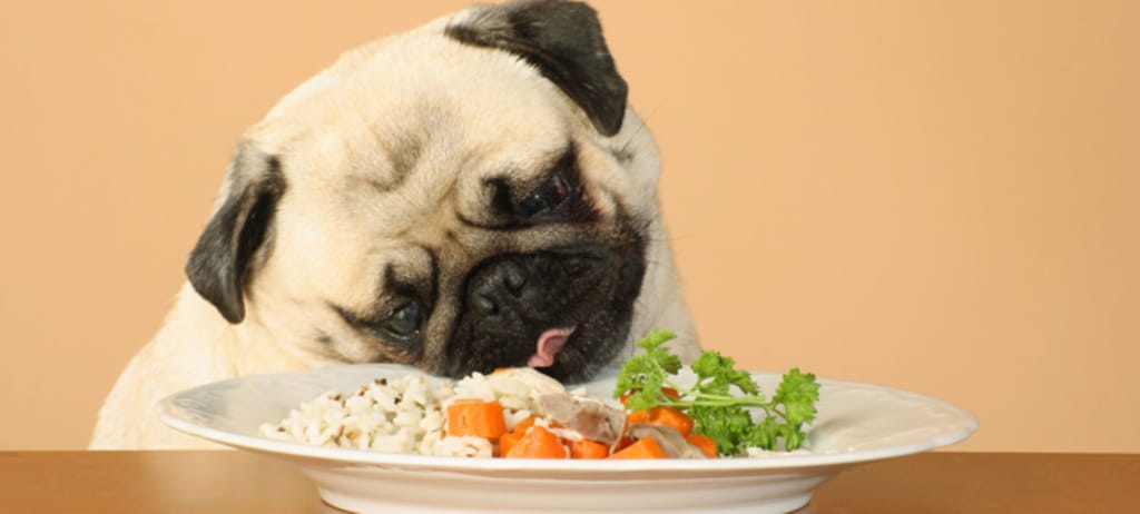 large_comida_para_cachorros_2