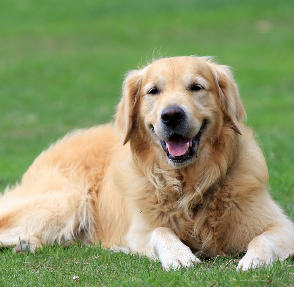 large_golden3