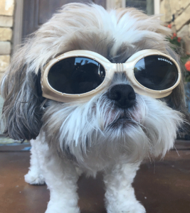 dogo1