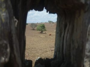 seca1