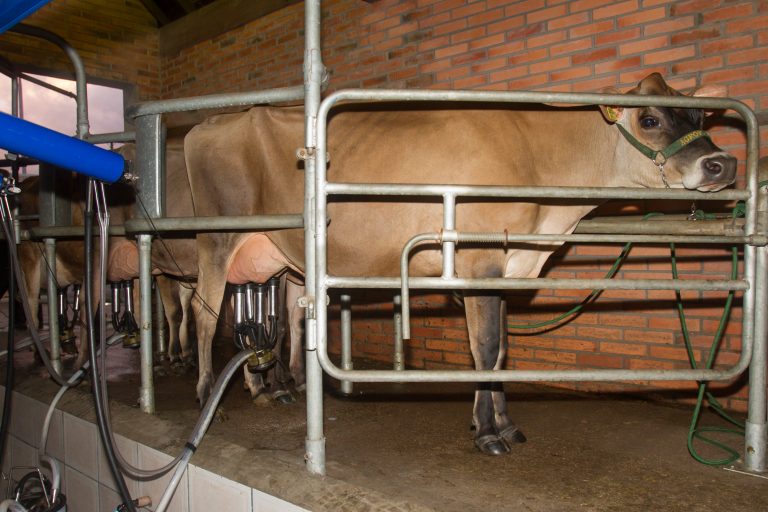 Agropecuária - criação de animais - gado leiteiro leite laticínios fazenda