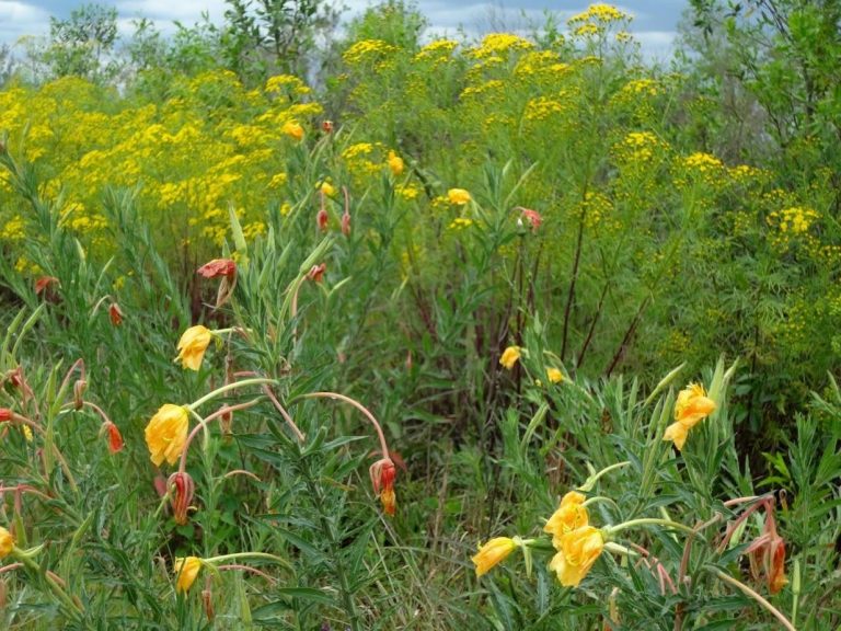 Salão Verde, 11/09/2018 - Flores dos Pampas