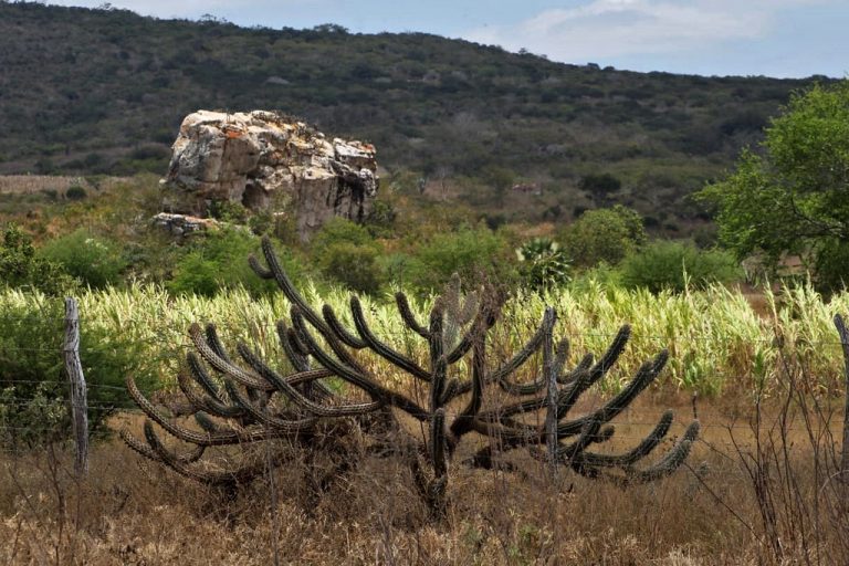 Foto de vegetação da caatinga. Em primeiro plano há um cactus