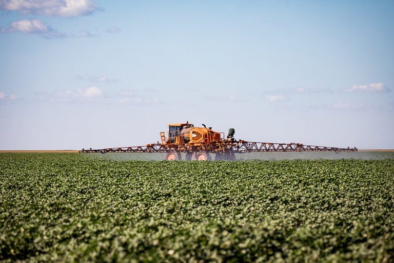 Lavoura de algodão com máquina agrícola