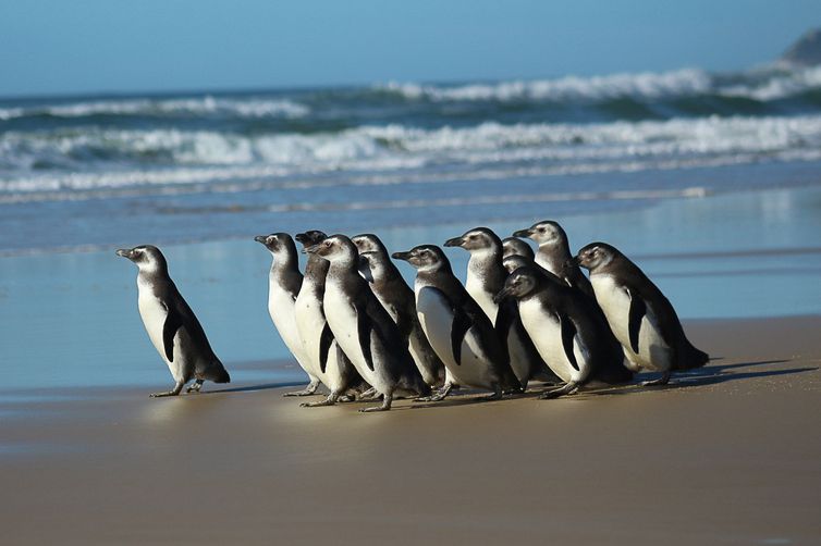 Pinguins reabilitação e de soltura.