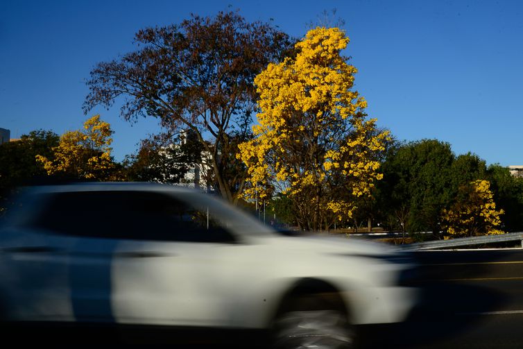 Ipês-amarelos  florescem em  Brasília