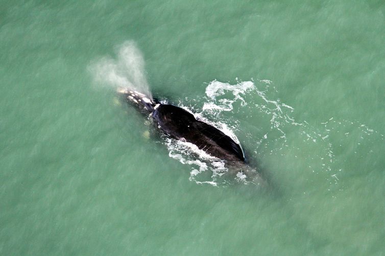 Baleia Franca em Santa Catarina.