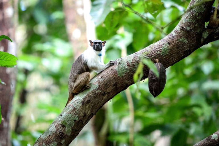 Um pequeno macaco está num galho de árvore. Ele olha para a câmera, Ao fundo, há mais árvores