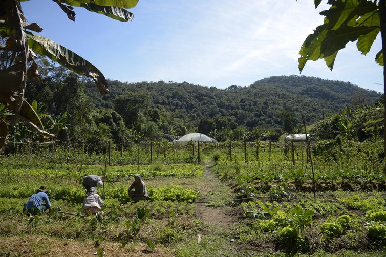 Horta na propriedade de Waldir Pollack em Paracatu de Baixo, distrito de Mariana, no local são cultivadas cerca de 40 variedades de hortaliças e legumes. 