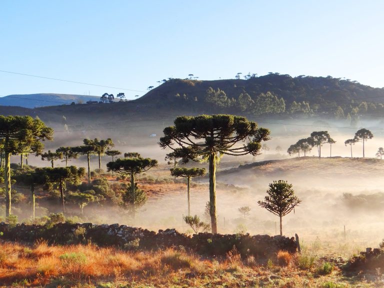 Meio Ambiente - geral - araucárias sul do Brasil frio serra