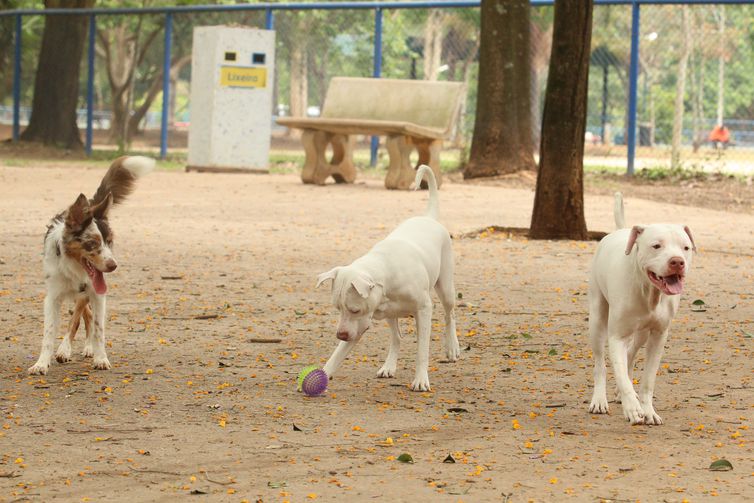 Tutores com cães no Parcão, espaço exclusivo para cachorros, na Praça Ayrton Senna do Brasil.