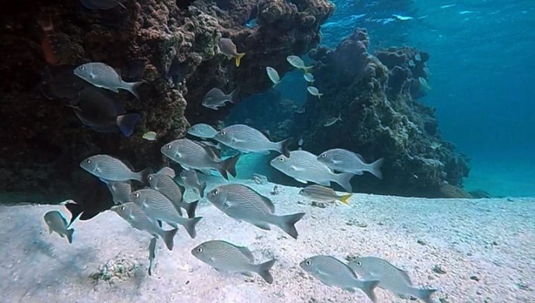 Meio Ambiente - animais e natureza - peixes vida marinha mergulho paraíso ecológico biodiversidade espécies (reserva biológica Atol das Rocas, litoral do Rio Grande do Norte)