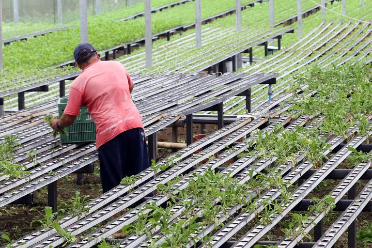 Agricultor cuida de mudas num viveiro