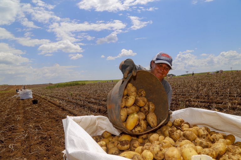 Uma mulher colhe batatas num campo