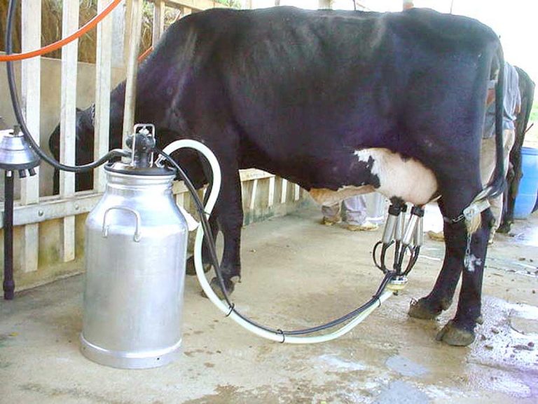 Agropecuária - Criação de animais - Animal - Gado leiteiro - Ordenha - Ordenheira
