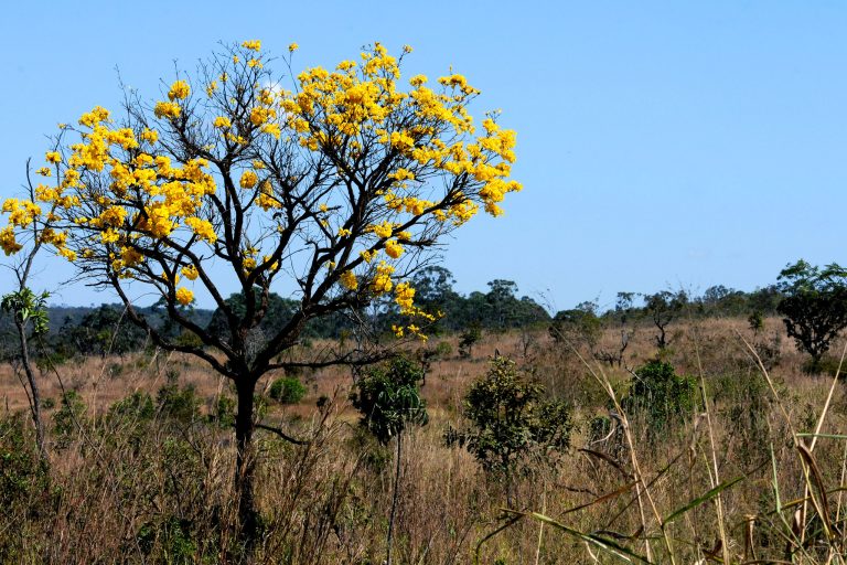 Meio Ambiente - parques e florestas - cerrado bioma ipês flora conservação preservação ambiental