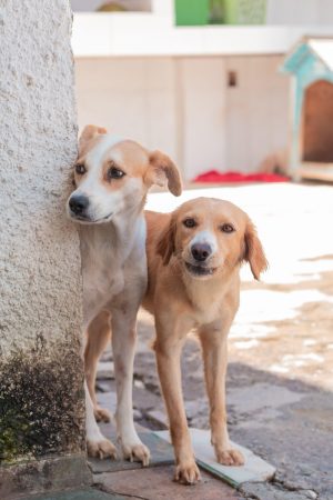 Pets precisam de atenção e cuidados de seus tutores (Foto: Victor Vercant/Ascom SMS)