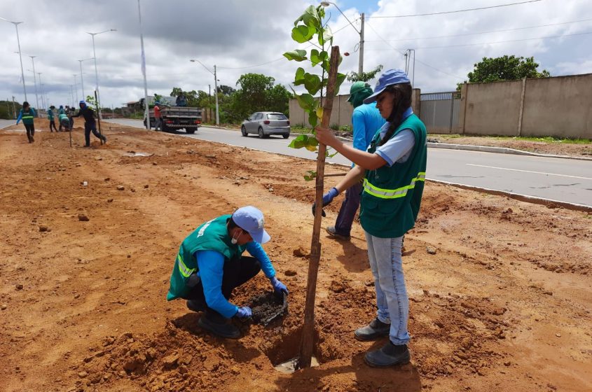 Descarte correto de resíduos ajuda na preservação das árvores. Foto: Ascom Sudes