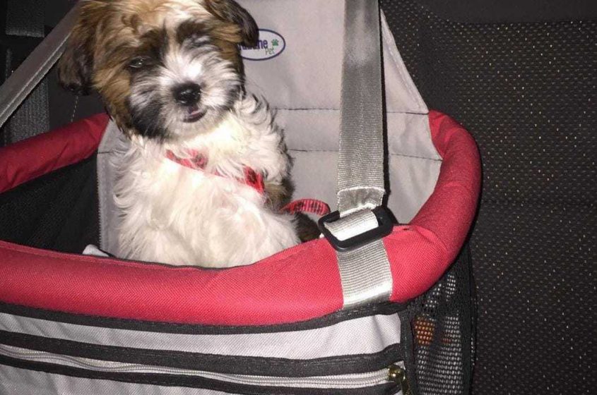 Prioridade no trânsito é a vida e pequenos gestos como utilizar equipamentos de segurança para os pets, salva vidas. Foto: cortesia