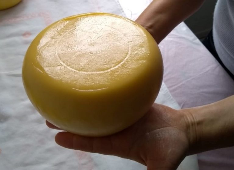 Foto de um queijo na mão de uma pessoa